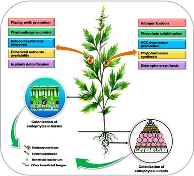 Frontiers Perspectives And Potential Applications Of Endophytic